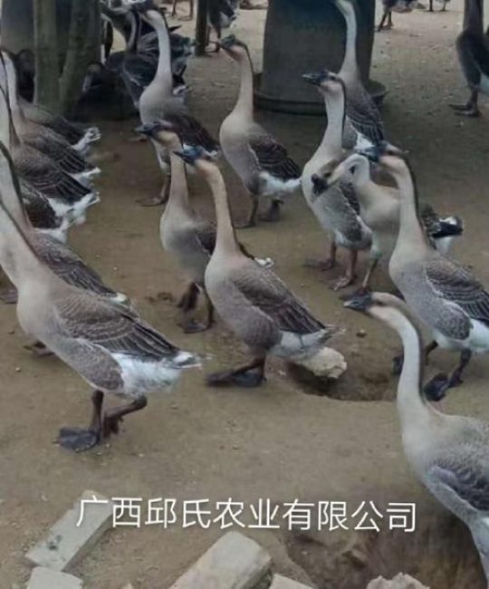 现在马岗鹅苗什么价格？2024年最新参考区间及影响因素详解