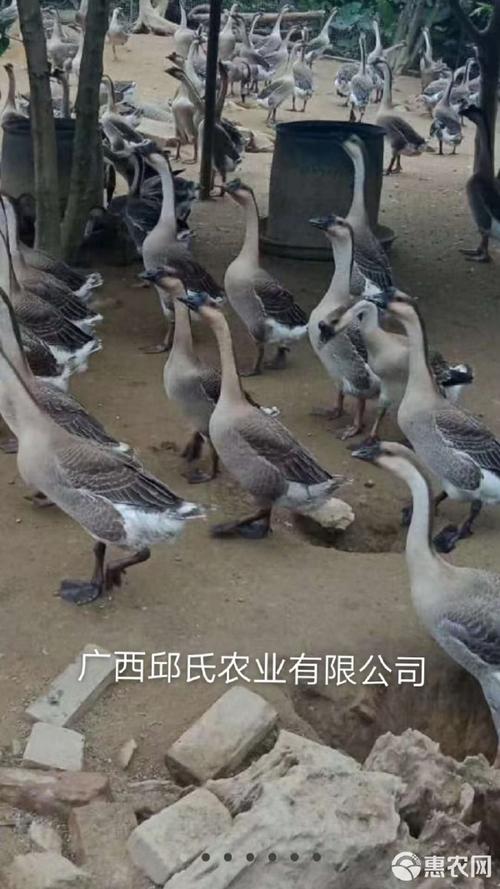 现在马岗鹅苗什么价格?2024年最新参考区间及影响因素详解 价格快速参考