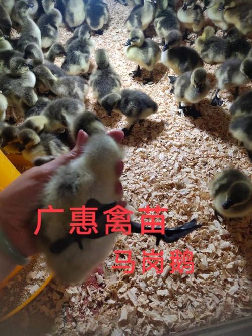 现在马岗鹅苗什么价格?2024年最新参考区间及影响因素详解 季节因素:春秋需求旺季抬高价格