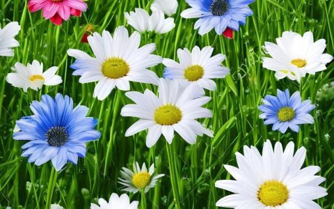 百日草种子哪里有卖？采购渠道分析与科学选择指南