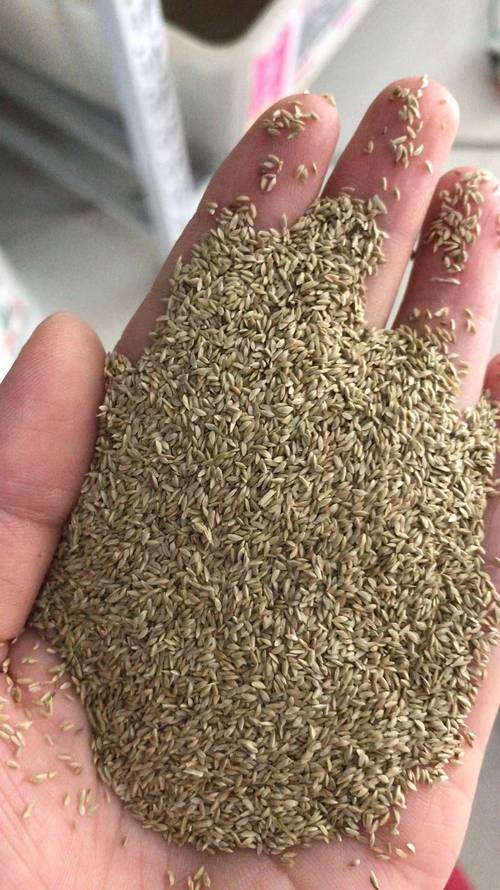 百日草种子哪里有卖?采购渠道分析与科学选择指南 第二步:百日草种子品种真实性核查