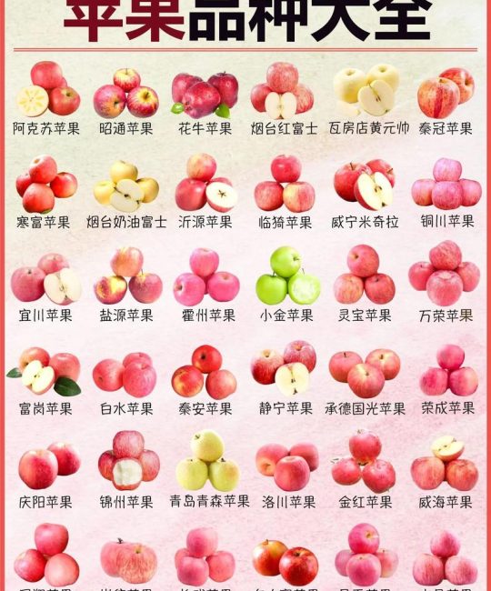 苹果品种全解析：主流品种对比与家庭种植指南