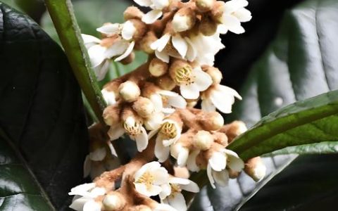 枇杷树几年开花结果？从幼苗到盛果期的完整种植指南