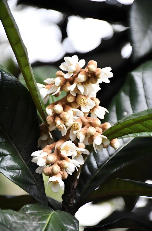 枇杷树几年开花结果?从幼苗到盛果期的完整种植指南 枇杷树几年开花结果?从幼苗到盛果期的完整种植指南