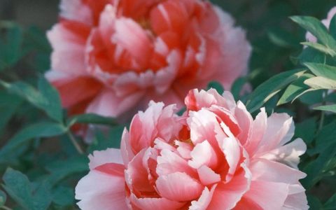 牡丹不春化可以开花吗？揭秘春季栽培与促花技术