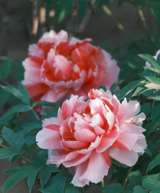 牡丹不春化可以开花吗？揭秘春季栽培与促花技术