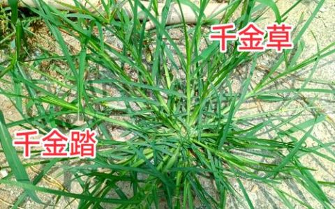 北方适合种什么样的牧草？先看这4个硬指标
