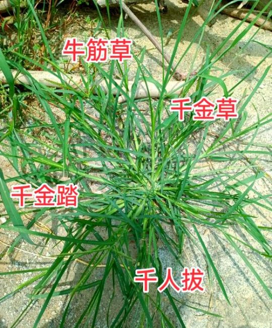 北方适合种什么样的牧草？先看这4个硬指标