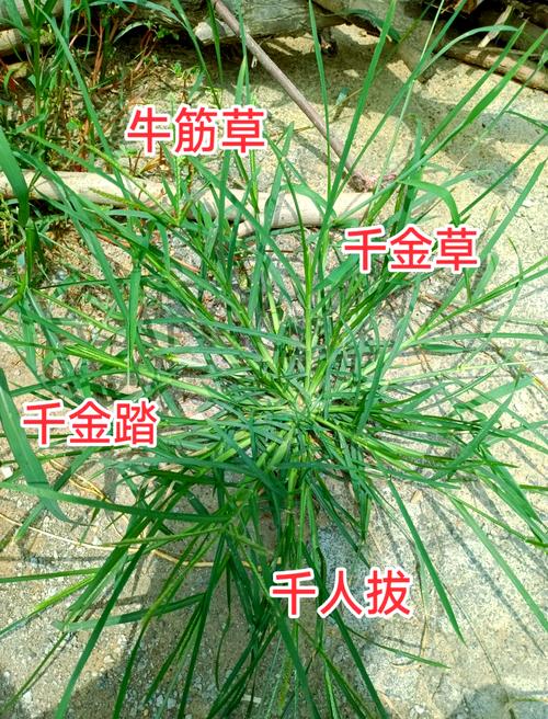 一、适宜种植时间