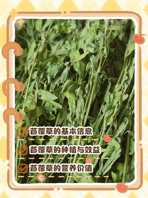 四、播种深度和方式