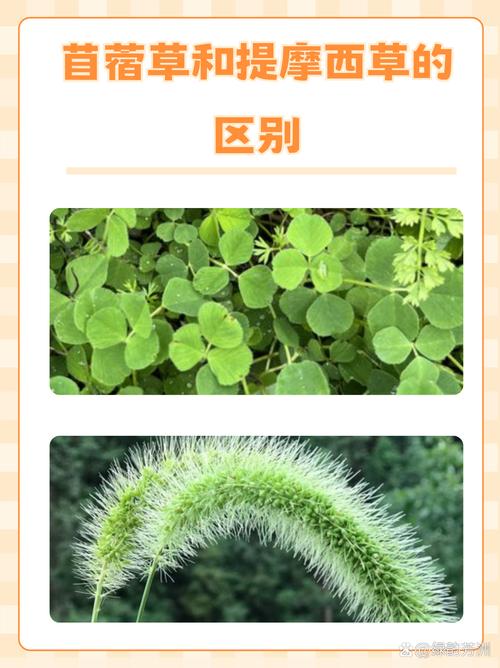 五、出苗后怎么浇定根水