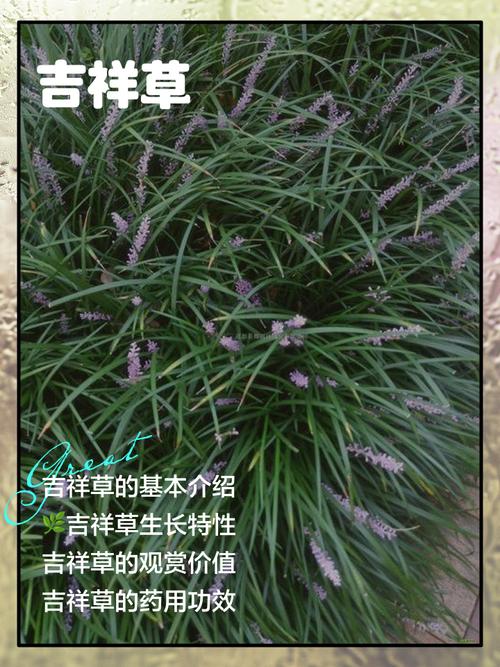 六、缓苗和返青管理