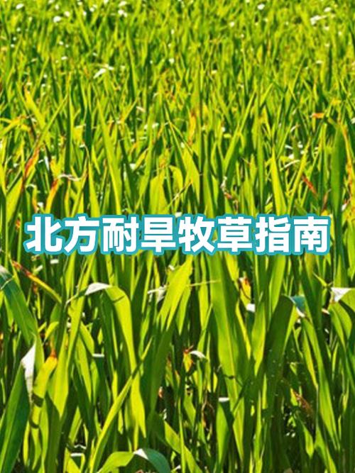 七、成活后要注意什么
