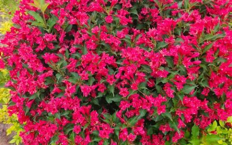 红王子锦带花期有多长？从春到秋的观赏指南