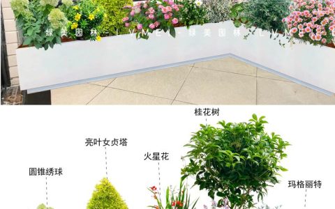 花箱内适合栽什么花？从选种到搭配的实用指南