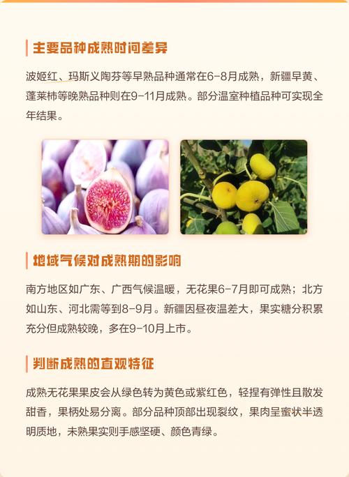 无花果什么时候成熟?不同品种成熟时间表与家庭种植促果指南 无花果促花促果养护技术