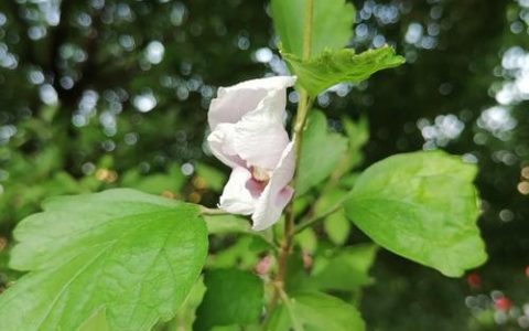 木槿种了三年不开花？原因排查与促花养护全攻略