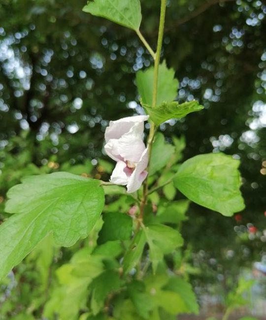 木槿种了三年不开花？原因排查与促花养护全攻略