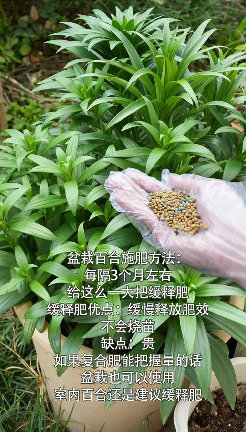 百合施肥用什么肥料最好?生长期与花期精准施肥全攻略 光照与水肥精准方案
