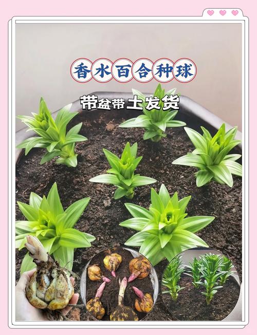 百合施肥用什么肥料最好?生长期与花期精准施肥全攻略 越冬与越夏管理