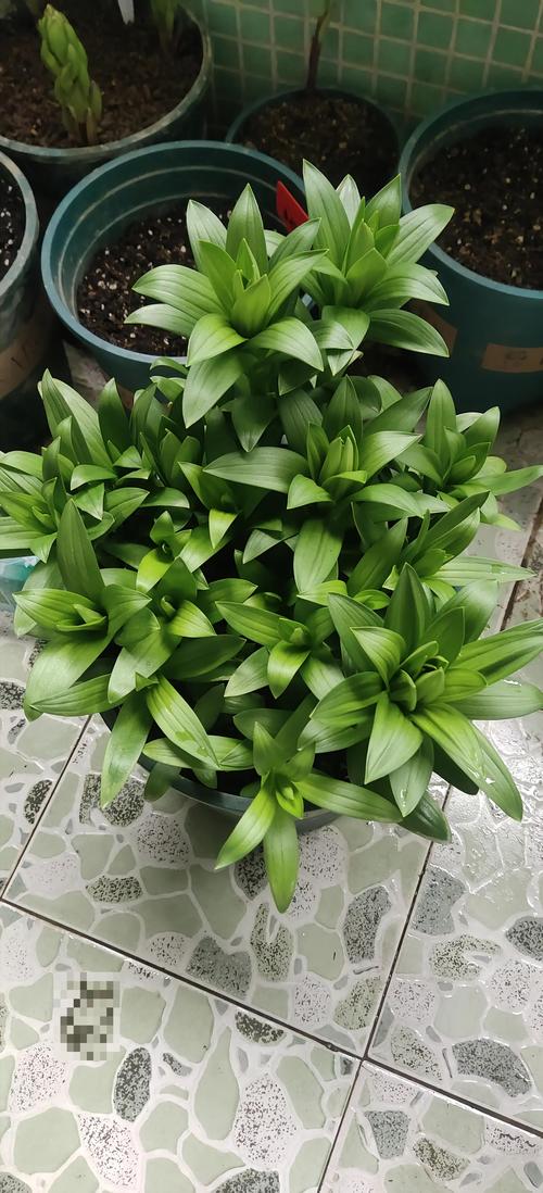 百合施肥用什么肥料最好?生长期与花期精准施肥全攻略 修剪促花系统指导