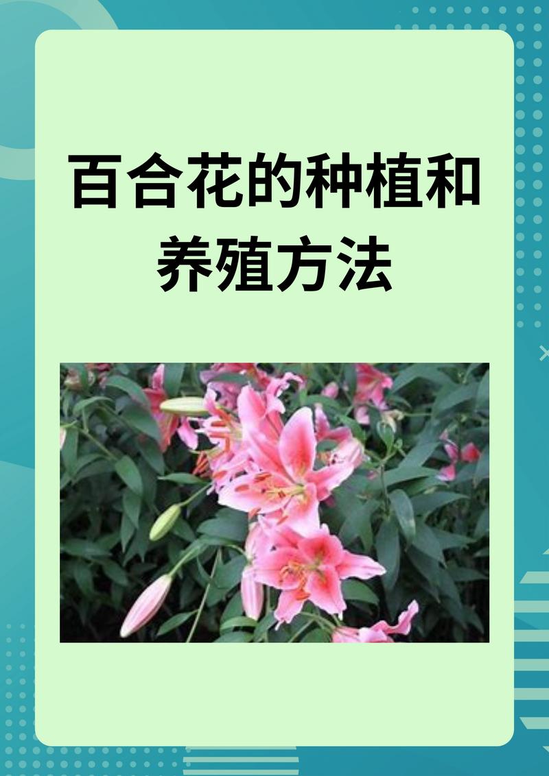 百合施肥用什么肥料最好?生长期与花期精准施肥全攻略 常见问题(FAQ)
