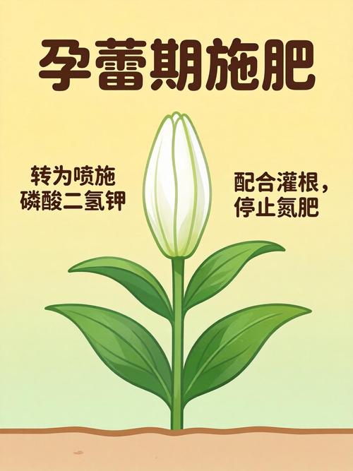 百合施肥用什么肥料最好?生长期与花期精准施肥全攻略 总结