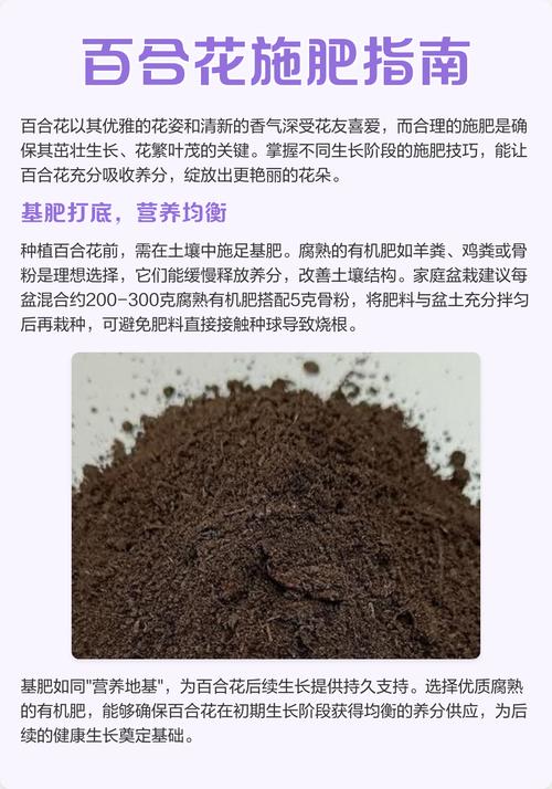 百合施肥用什么肥料最好?生长期与花期精准施肥全攻略 常见误区与纠正