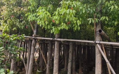 香樟树哪个部位最香？全株香气解析与行道树栽培全指南