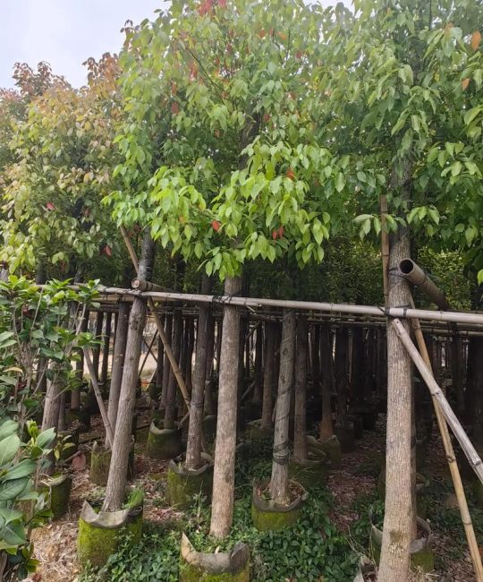 香樟树哪个部位最香？全株香气解析与行道树栽培全指南