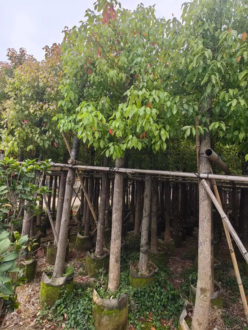 香樟树哪个部位最香?全株香气解析与行道树栽培全指南 树形与遮荫能力评估