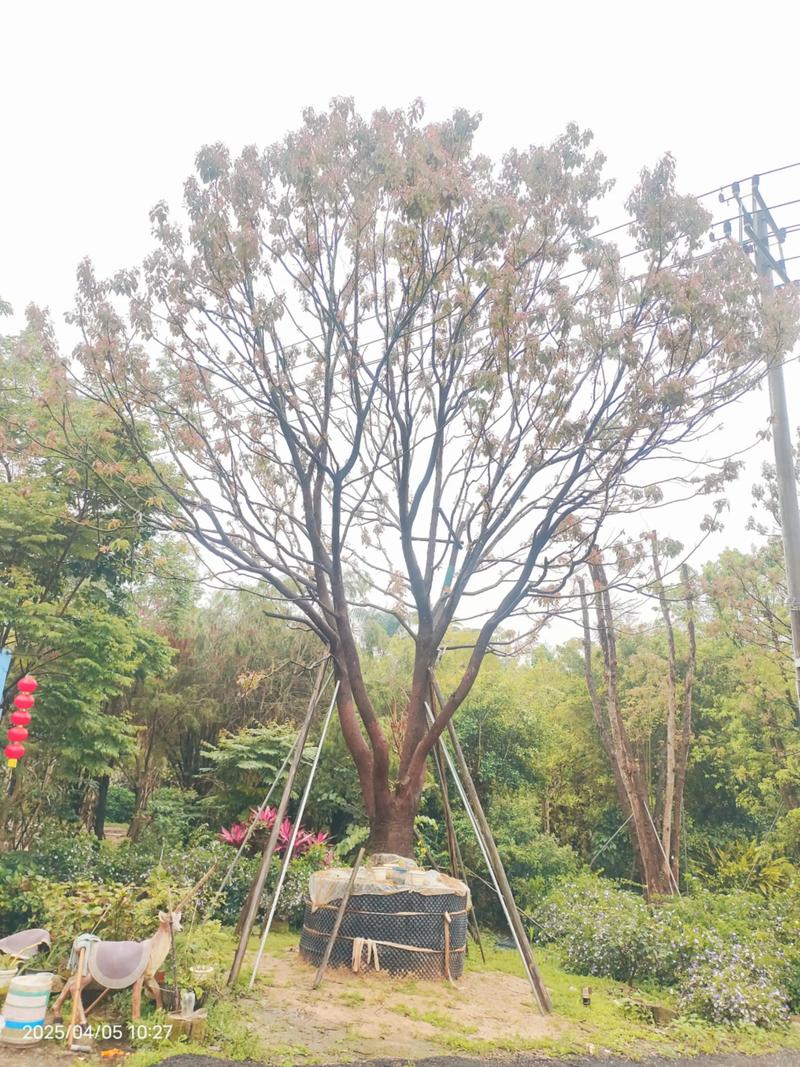 香樟树哪个部位最香?全株香气解析与行道树栽培全指南 香气来源与部位比较