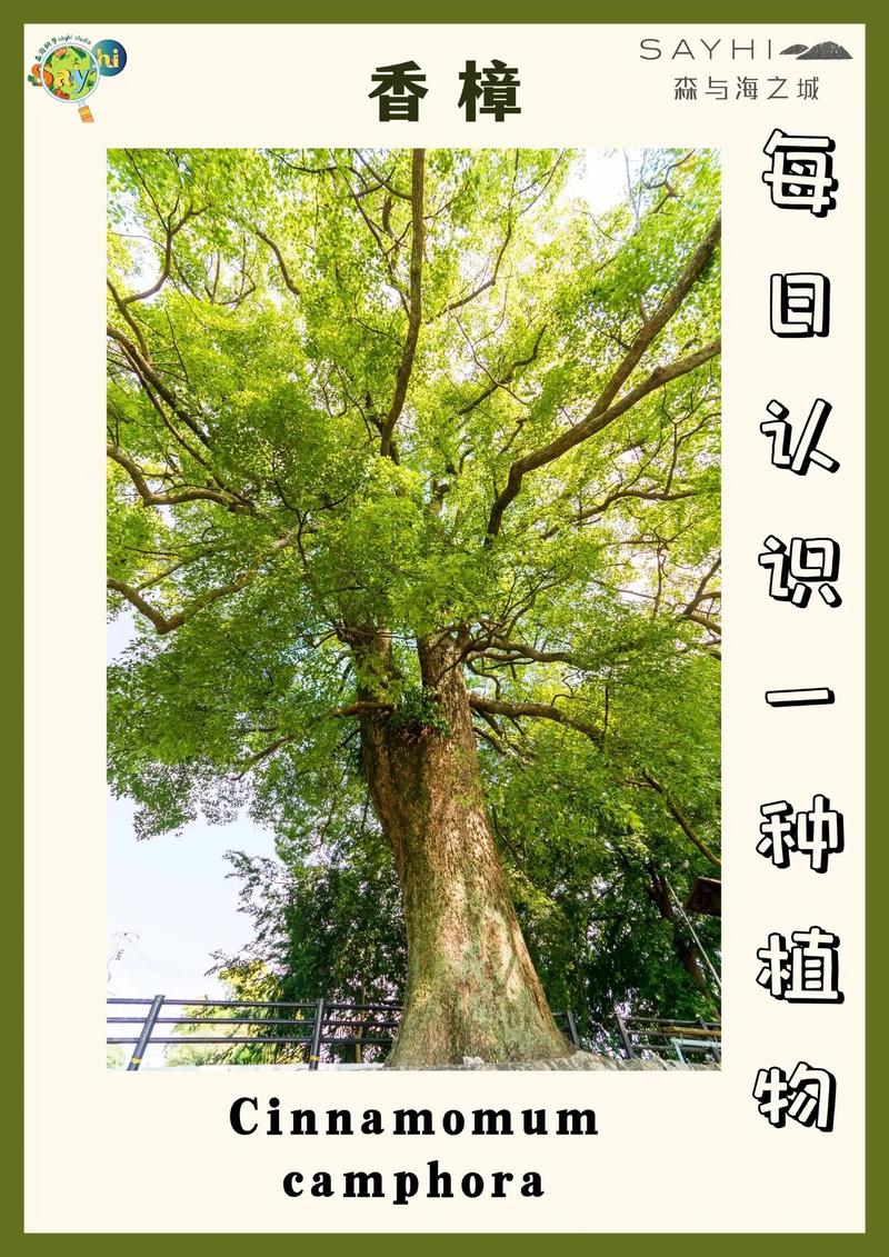 香樟树哪个部位最香?全株香气解析与行道树栽培全指南 支撑固定系统方案