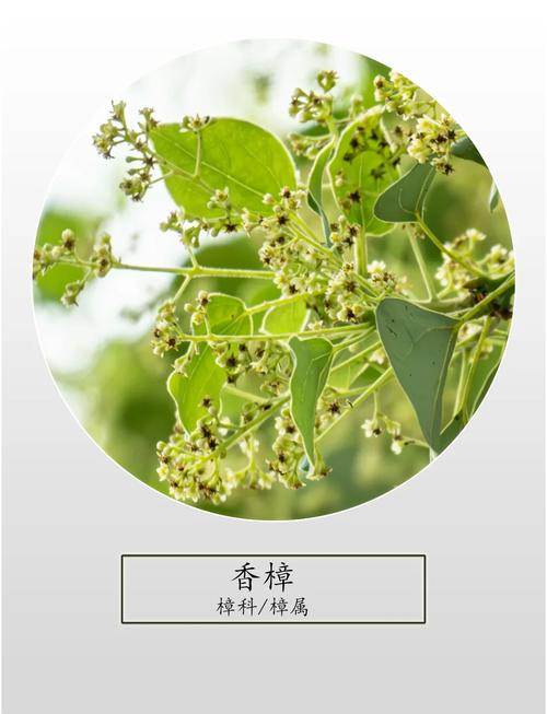 香樟树哪个部位最香?全株香气解析与行道树栽培全指南 修剪与长期管理