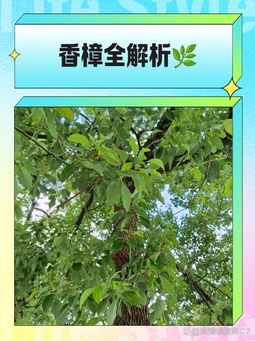 香樟树哪个部位最香?全株香气解析与行道树栽培全指南 总结