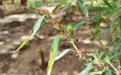 紫竹开花有什么迷信说法？科学解读与花期养护全攻略