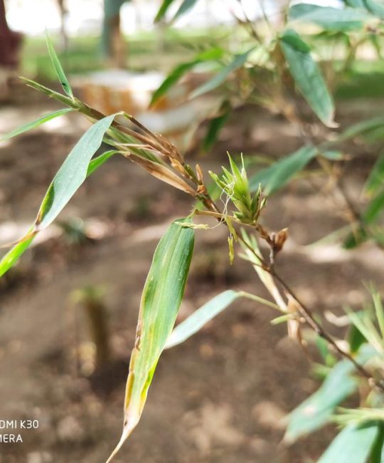 紫竹开花有什么迷信说法？科学解读与花期养护全攻略