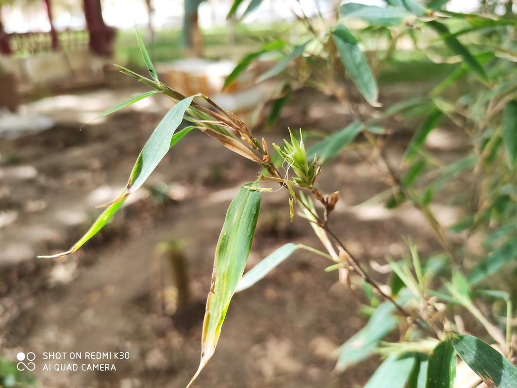 紫竹开花有什么迷信说法?科学解读与花期养护全攻略 紫竹开花有什么迷信说法?科学解读与花期养护全攻略