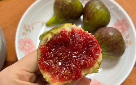 无花果白色液体的核心作用与种植管理指南