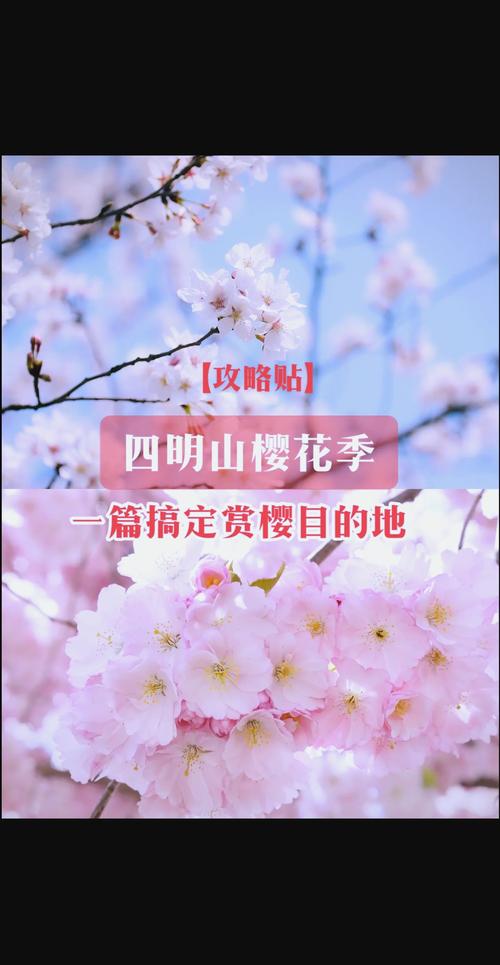 河南樱花花期与品种适应性指南:找到最佳赏樱目的地 五、南北种植差异化建议(针对私家苗木户或景区规划)