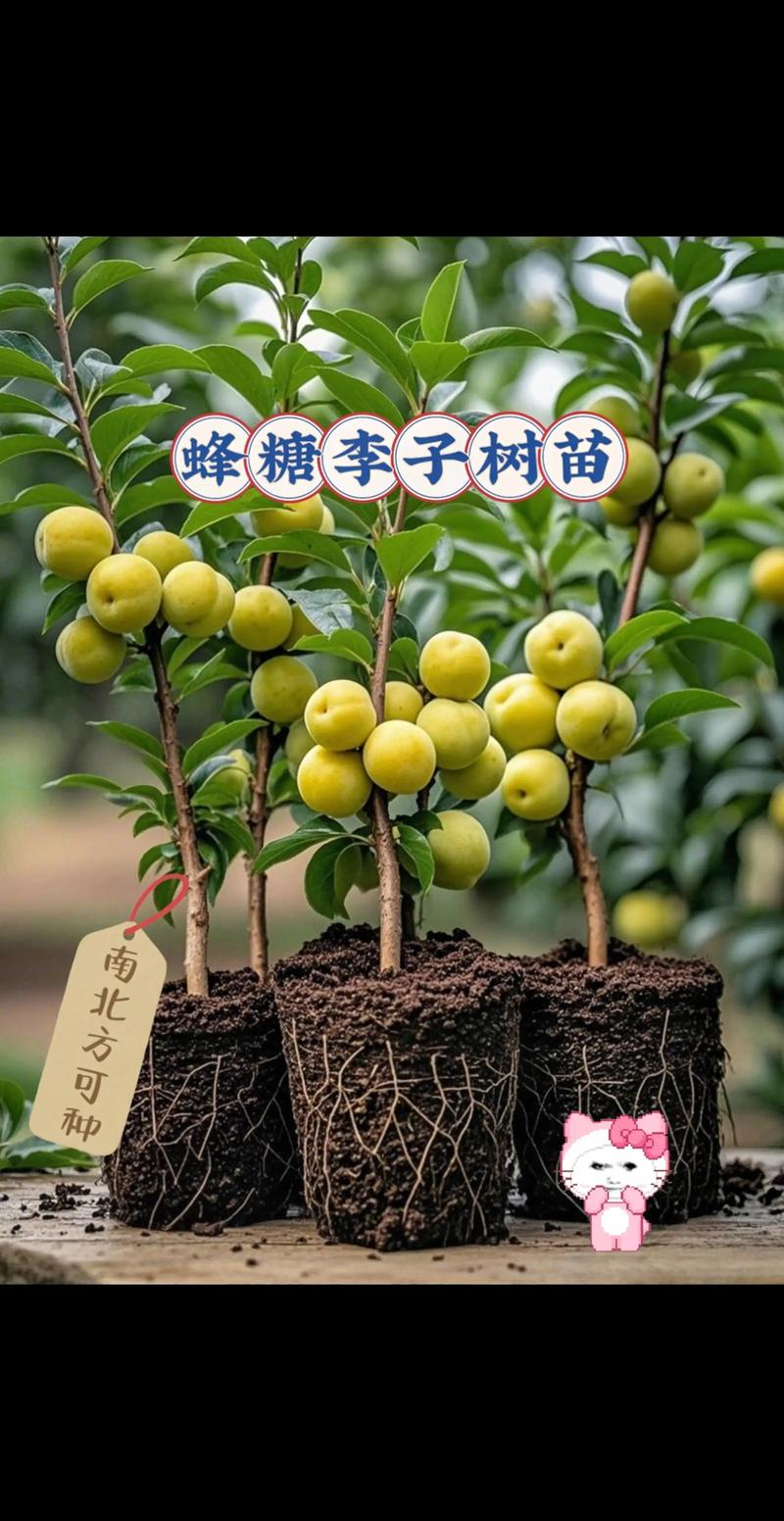 四、土壤排水好是成活关键，pH值精准控制