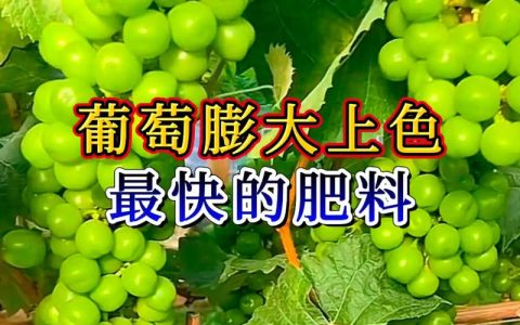种葡萄用什么肥料最好长得快？2026年葡萄科学施肥全攻略