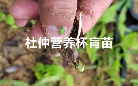 杜仲树苗什么时间栽成活率高？完整种植技术指南