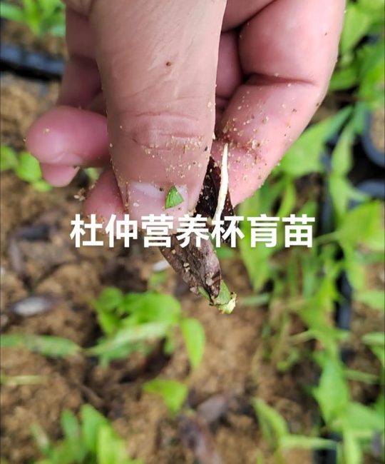 杜仲树苗什么时间栽成活率高？完整种植技术指南