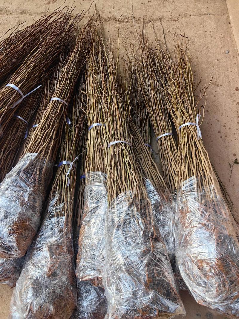 三、栽前处理