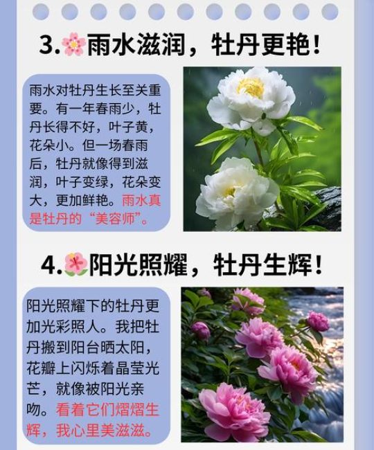 牡丹什么时候开花？一文详解盛花期、品种差异与养护要点