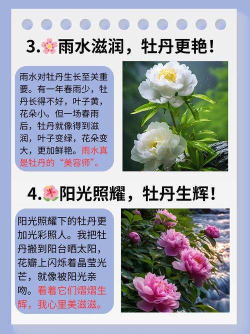 牡丹什么时候开花?一文详解盛花期、品种差异与养护要点 牡丹什么时候开花?一文详解盛花期、品种差异与养护要点