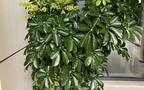 鸭掌木会开花吗？花期、果期与不开花原因全解析