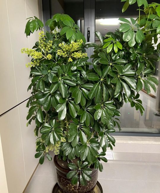 鸭掌木会开花吗？花期、果期与不开花原因全解析