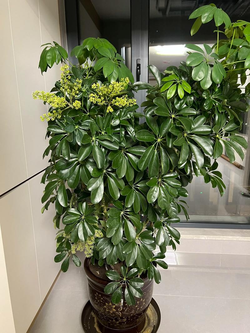 鸭掌木会开花吗?花期、果期与不开花原因全解析 鸭掌木会开花吗?花期、果期与不开花原因全解析